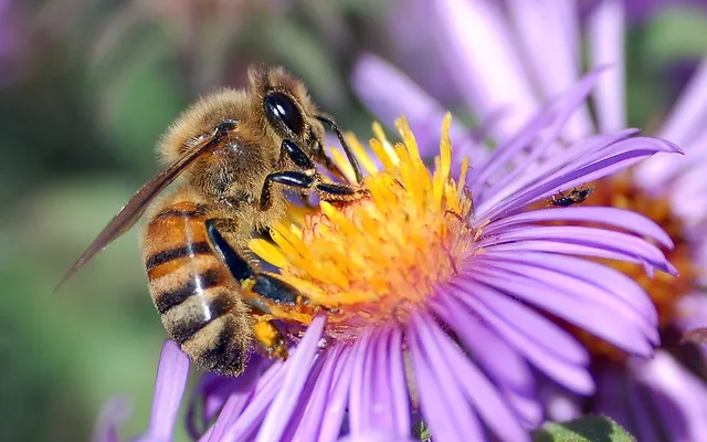 A honeybee drinking nectar from a purple aster flower